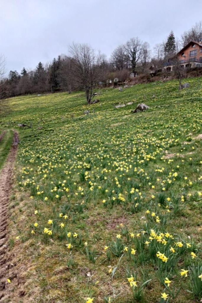 Gite, Au Calme, Avec Vue Imprenable Sur La Nature Environnante *
